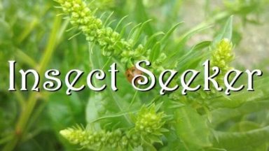 Featured Insect Seeker Free Download