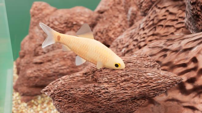 Fish Game Indian Subcontinent Fish Pack 1 Torrent Download