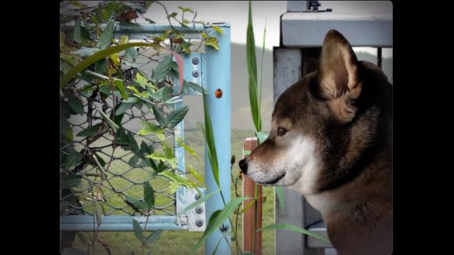 Tsugunohi -Pocky dog’s adventure- Torrent Download Tsugunohi -Pocky dog’s adventure- Torrent Download
