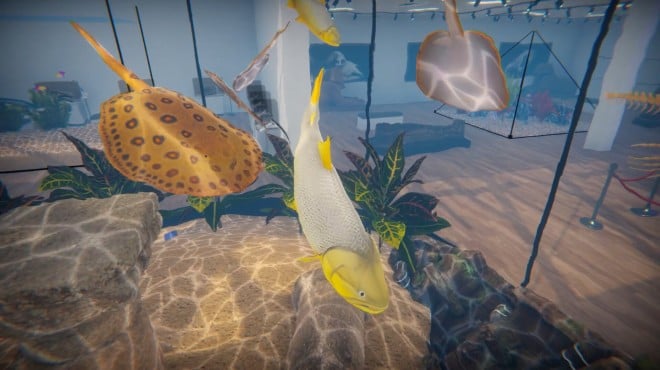 Aquarist American Fish PC Crack