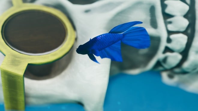 Fish Game Betta Fish Pack 1 PC Crack Fish Game Betta Fish Pack 1 PC Crack