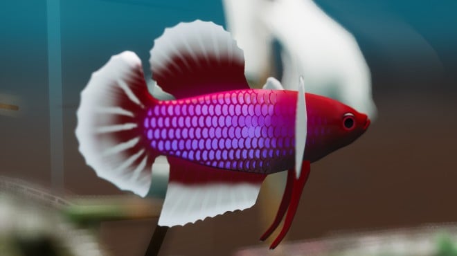 Fish Game Betta Fish Pack 1 Torrent Download Fish Game Betta Fish Pack 1 Torrent Download