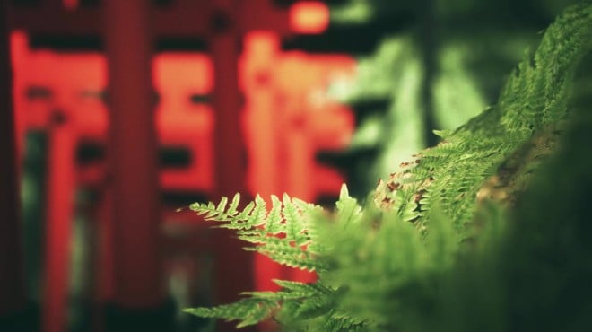 Explore Fushimi Inari Torrent Download