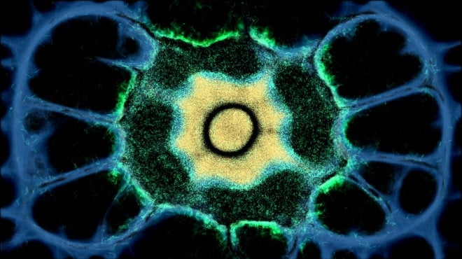 PHYSARUM: Slime Mold Simulator Torrent Download