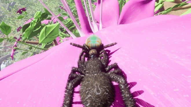 Nature And Life Drunk On Nectar Peacock Jumping Spider Torrent Download Nature And Life Drunk On Nectar Peacock Jumping Spider Torrent Download
