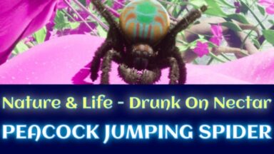 Featured Drunk On Nectar Peacock Jumping Spider Free Download