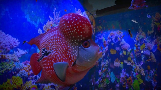 Aquarist Asian Fish PC Crack