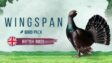 Featured Wingspan Bird Pack British Birds Free Download